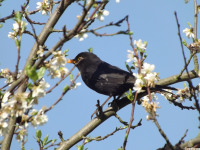 zwierz_878